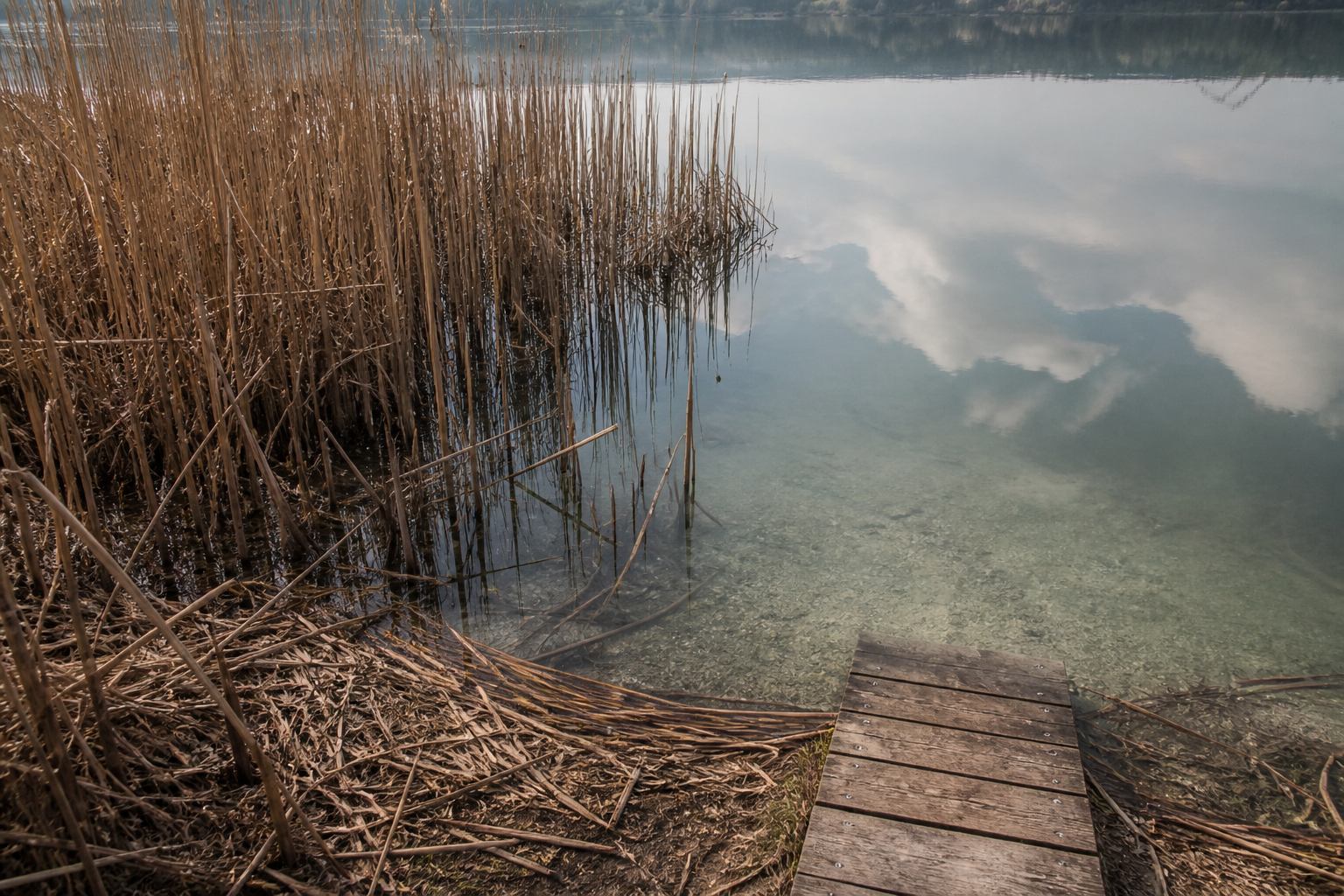 Reed belt and wooden path at a Lower Saxony lake shore, used as a field-guide image