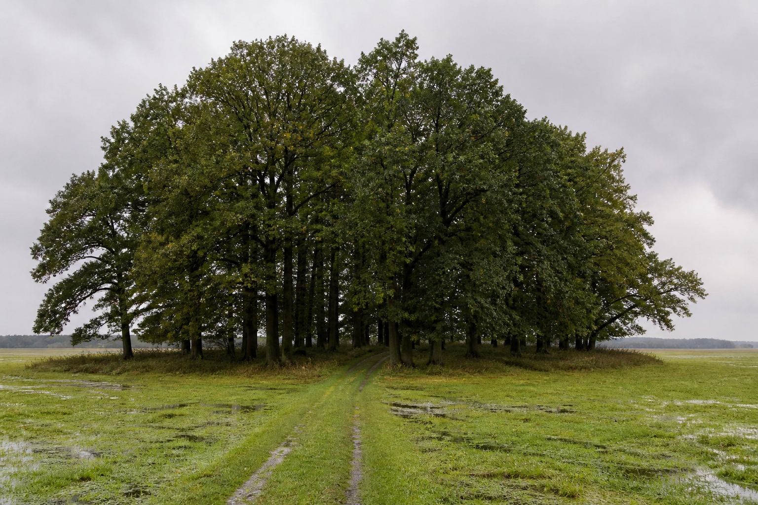 Dark oak woodland sitting in open flood meadows under a silver sky