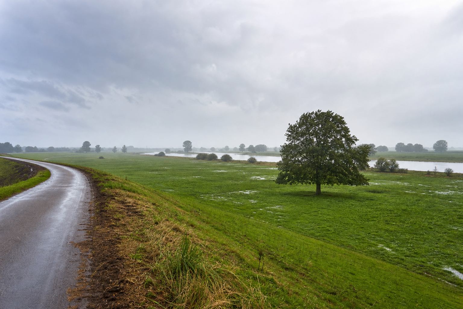 Weser floodplain meadows with a single oak, wet grass and a pale river in the distance